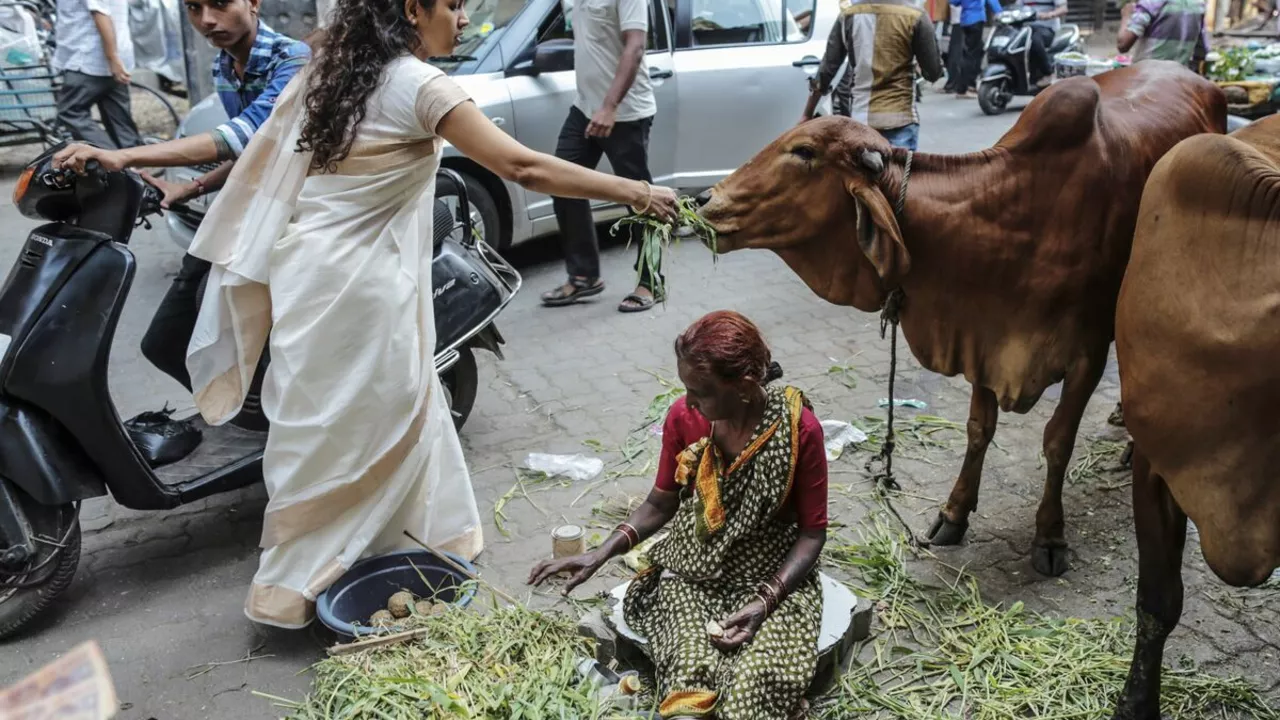 Will I be beaten, if I hit a cow on Indian streets?